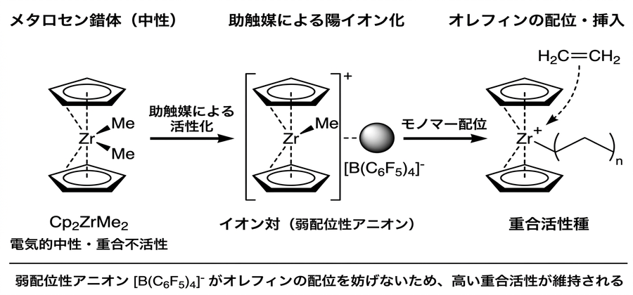 メタロセン錯体の陽イオン化と重合活性種生成の流れ