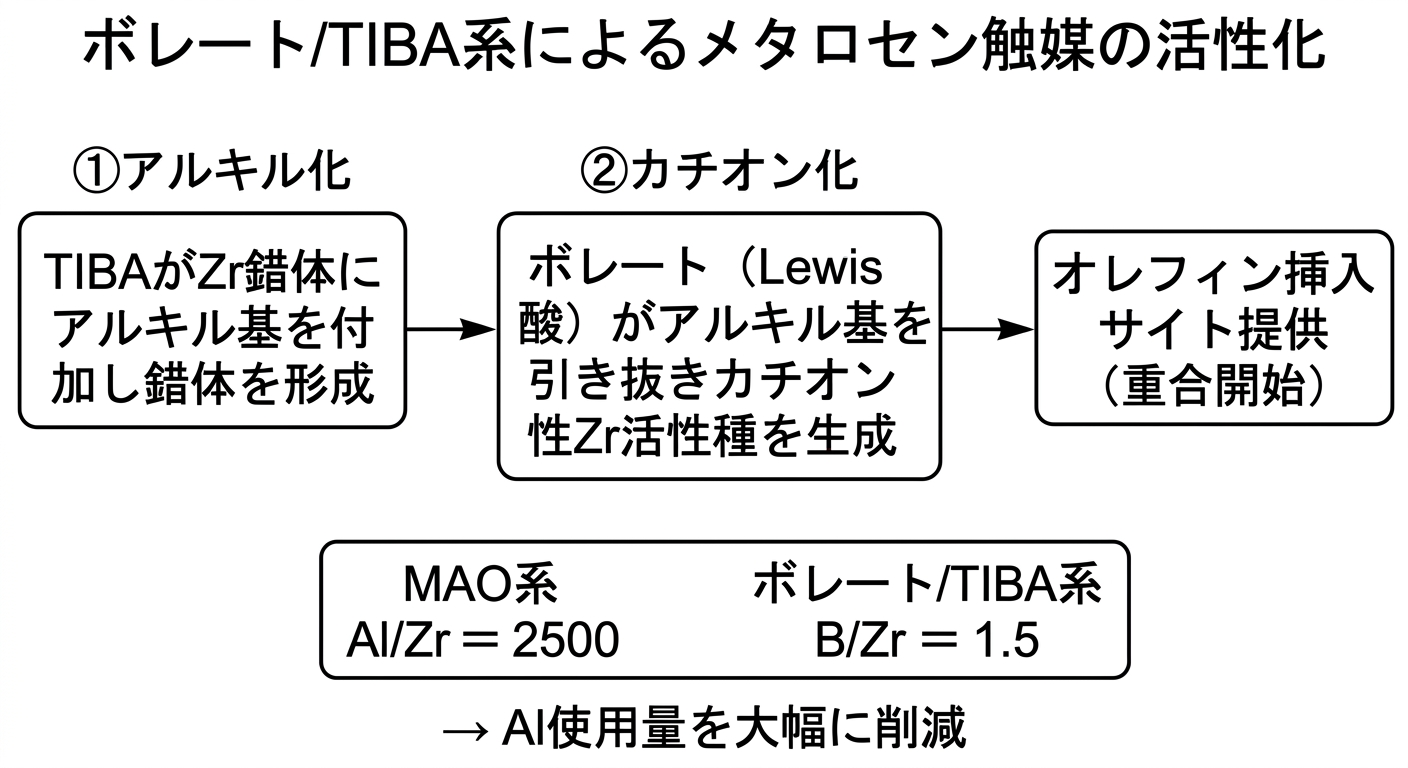 ボレート/TIBA系によるメタロセン触媒の2段階活性化メカニズムとMAO系との比較